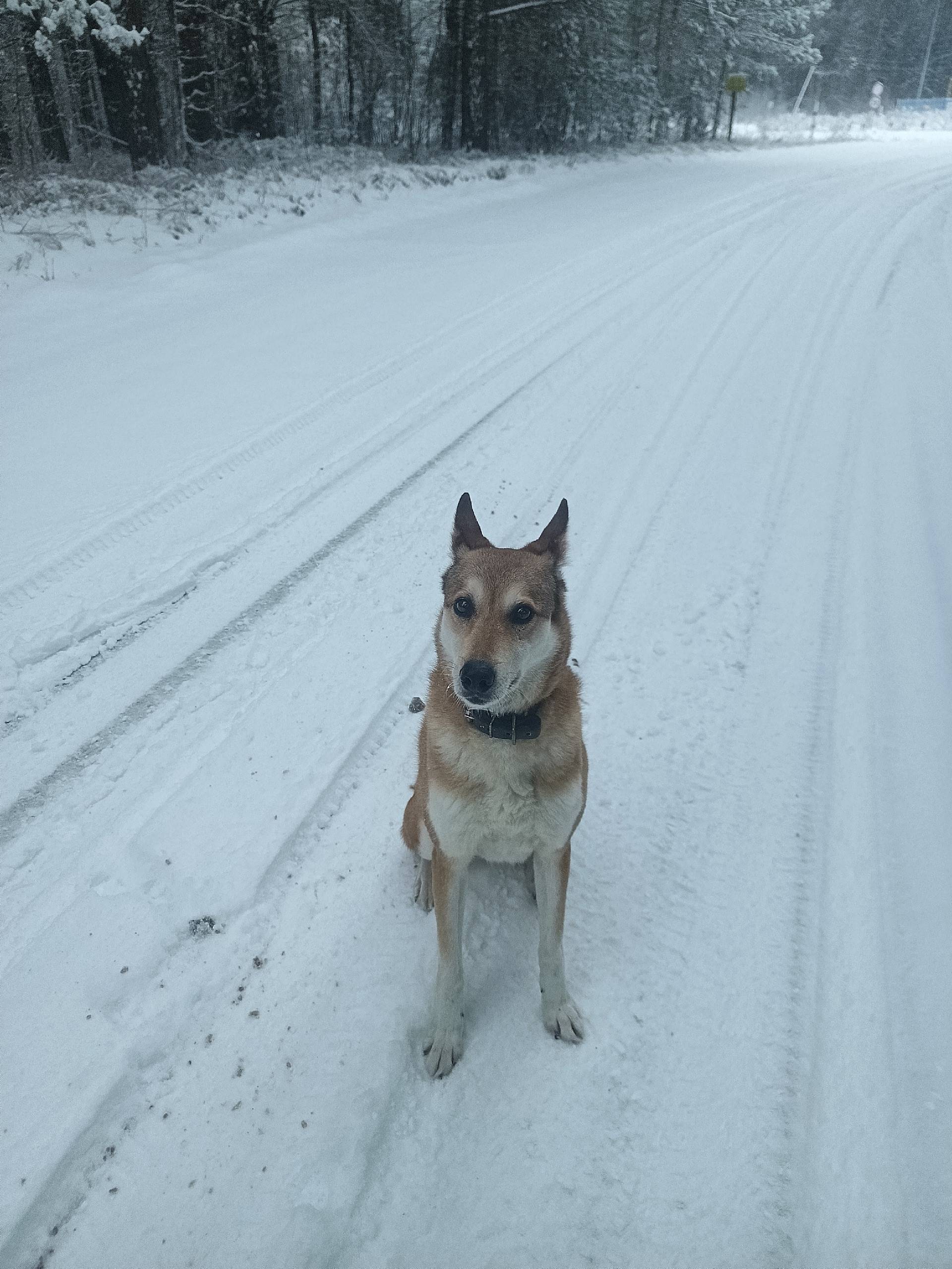 Кто потерял собаку. Очень умна...