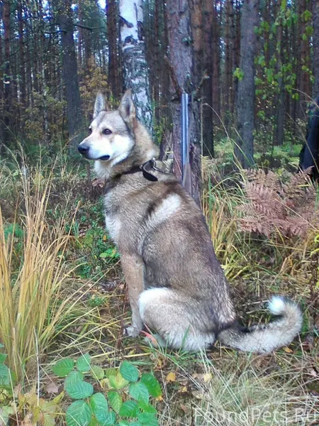 22 ноября потерялся пёс в райо...