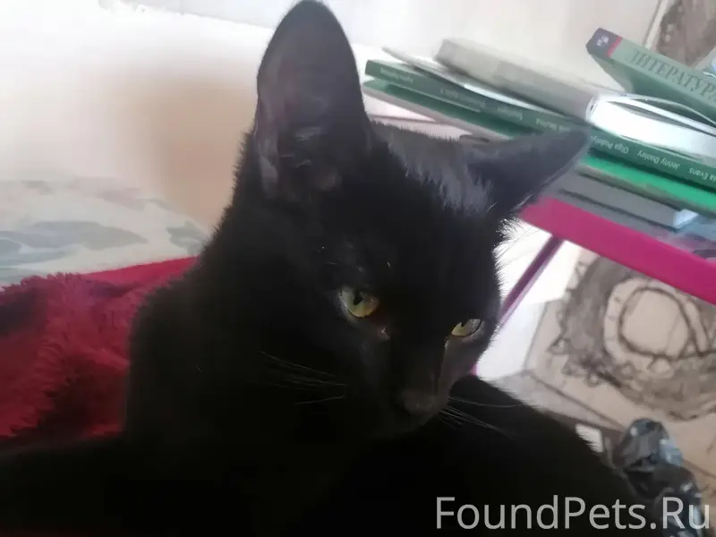 Пропал кот полностью черный от...