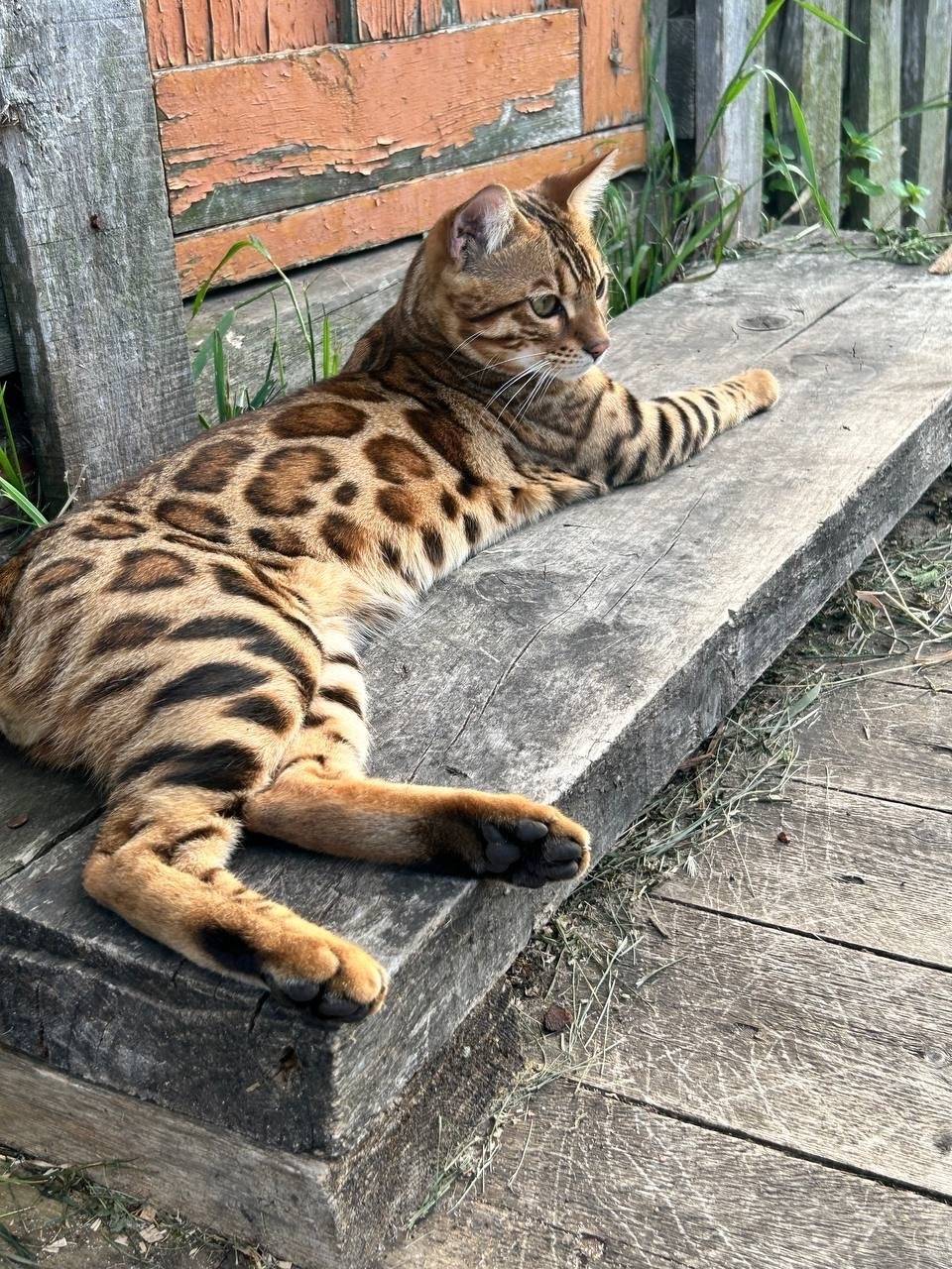 СРОЧНО! ПРОПАЛ КОТ! Порода: бе...