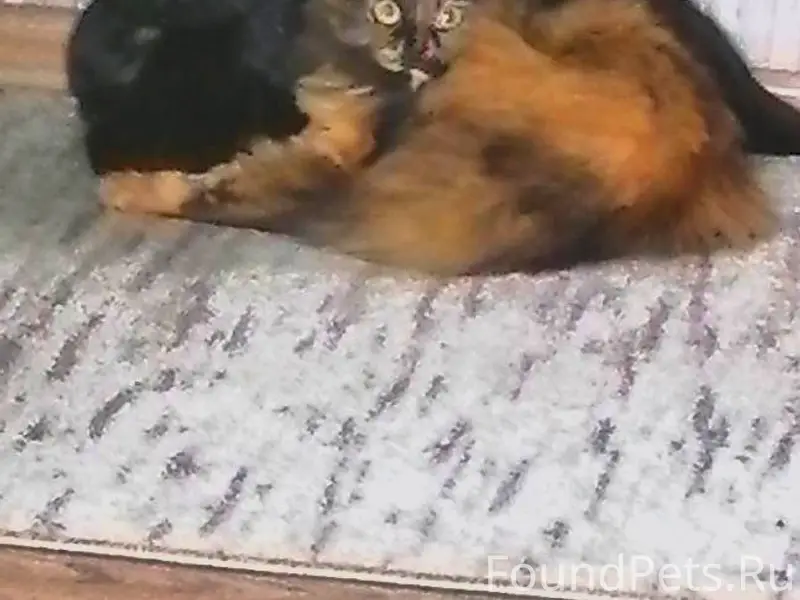 ПРОПАЛА КОШКА!!! Пропала кошка...