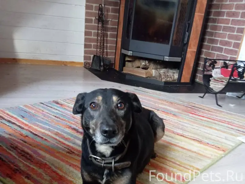 Найдена собака в деревне Елиза...