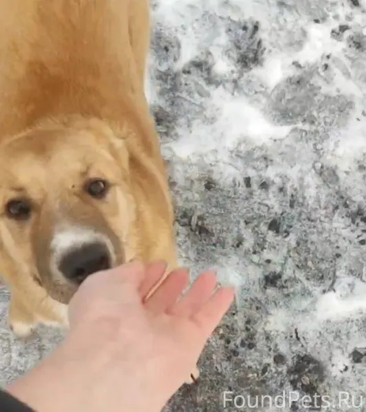 Пушкино. В районе д. Алёшино п...