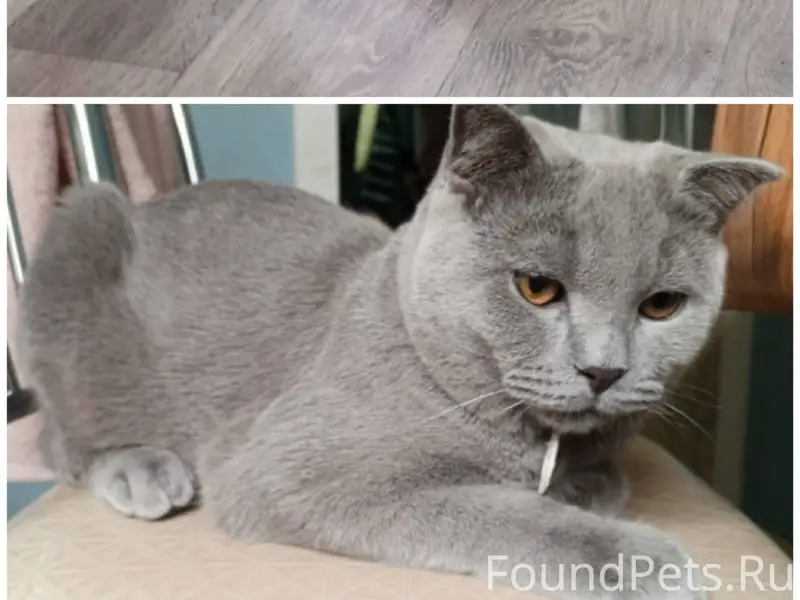 Помогите найти нашего кота. Пр...