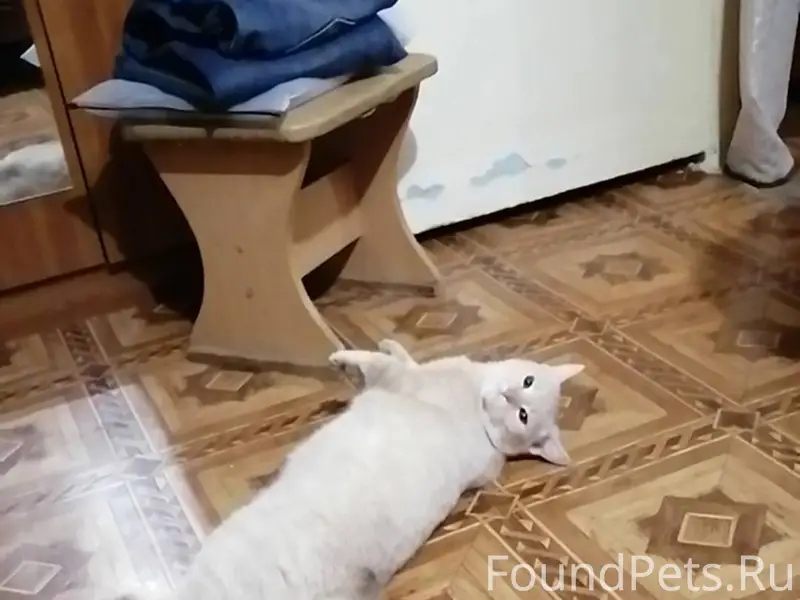 Верните кота Васю. Пропал ул. ...