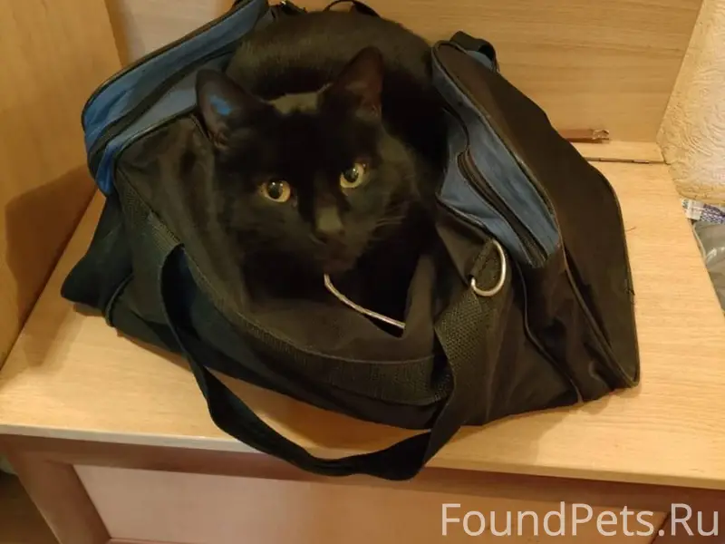 Пропал черный кот в светлом ош...