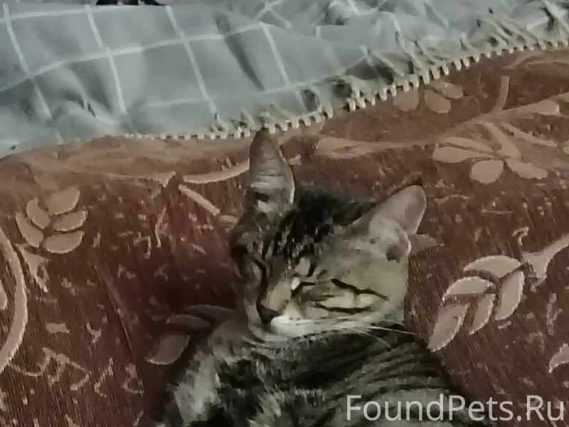 Пропал котенок 4 месяцев в рай...