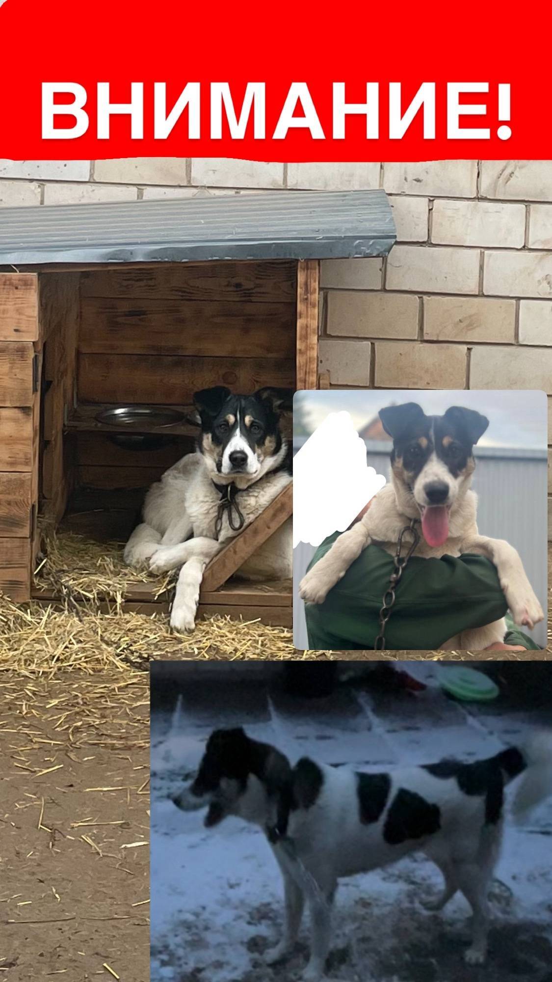 🆘 Потерялся пес по кличке Тайс...