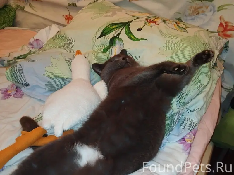 В воскресенье (23.11) пропала ...