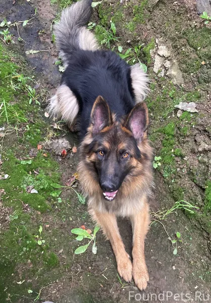 Убежала собака с первомайки , ...