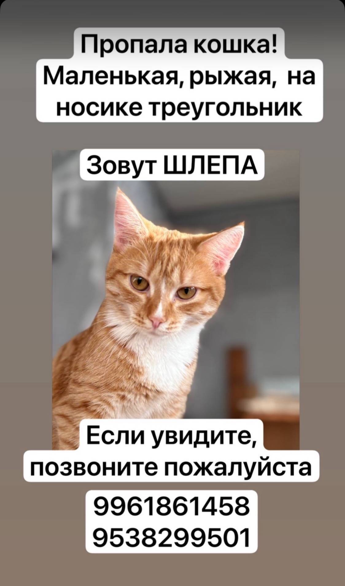 Пропала рыжая кошка, на носу б...