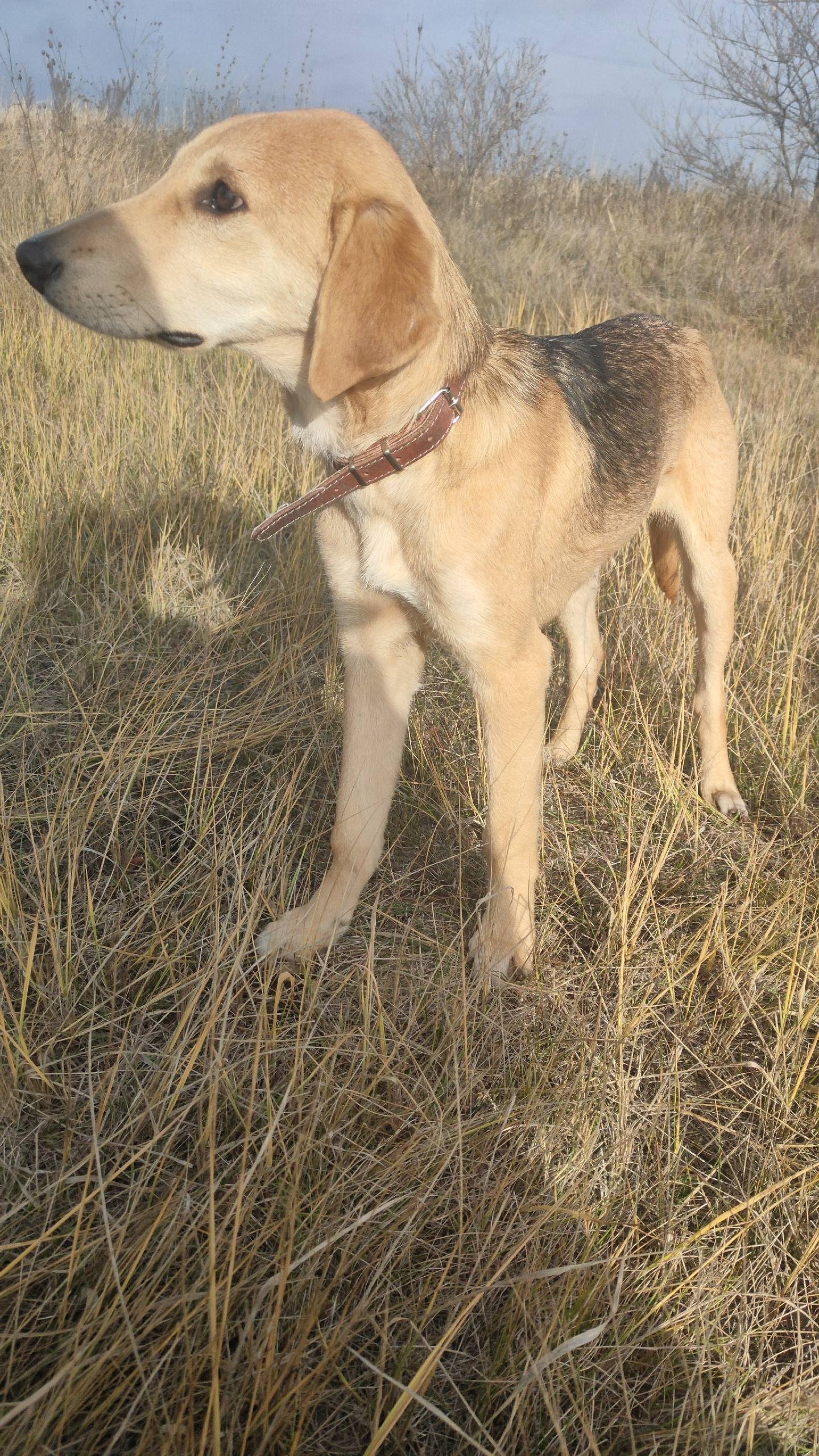 Пропал щенок русской гончей в ...