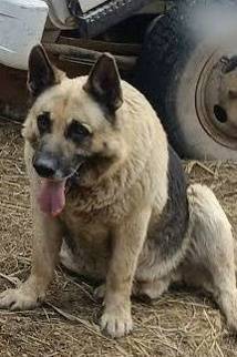 Пропала собака, по кличке Шон....