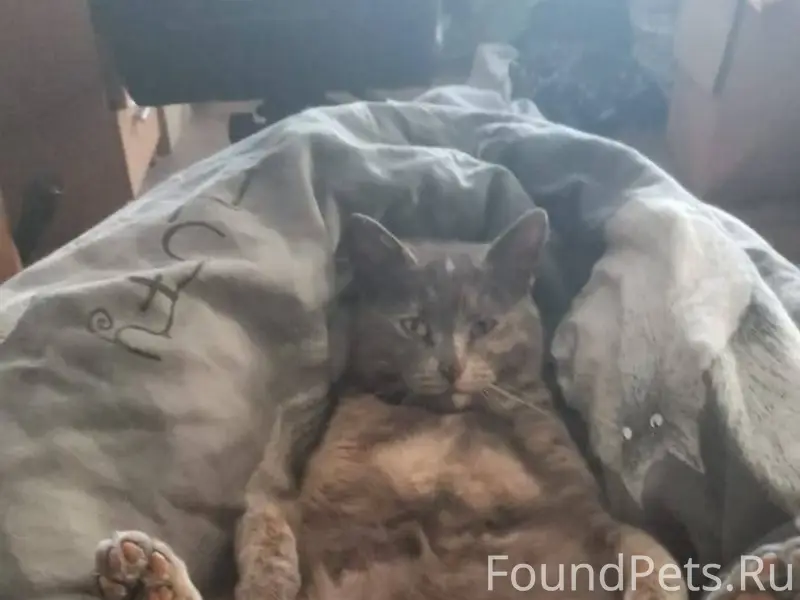 Хозяева ищут кошку Помогаю инф...