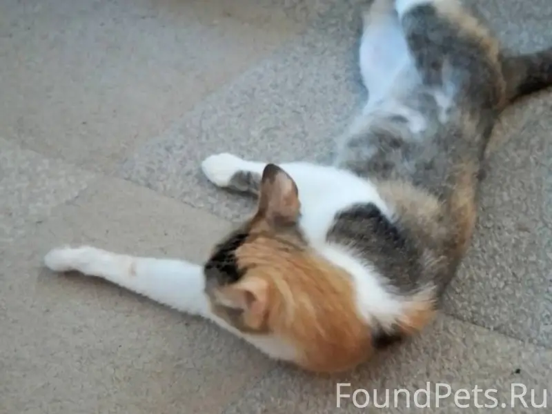 Пропала кошка: пугливая, худая...