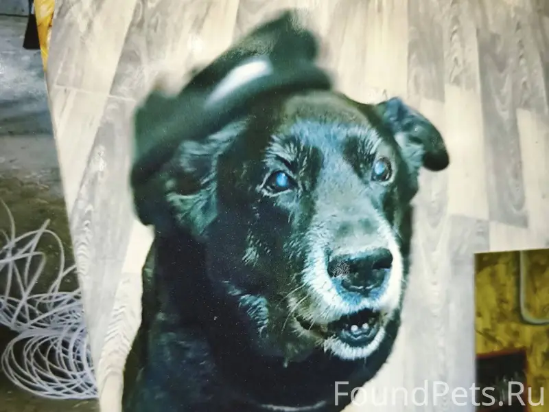 Убежала собака, старый глухой ...