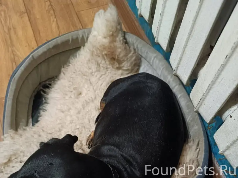 Пропала такса, сегодня вечером...