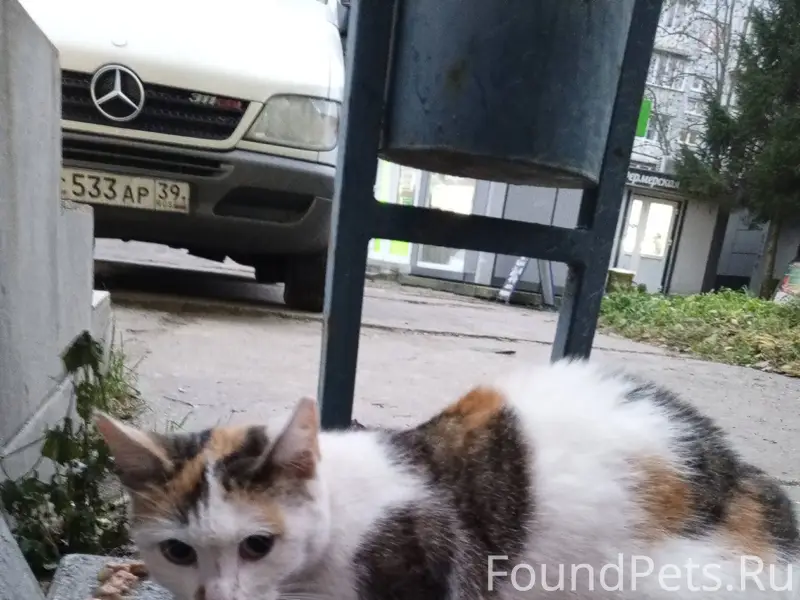 Найдена кошка в Чкаловске, кра...