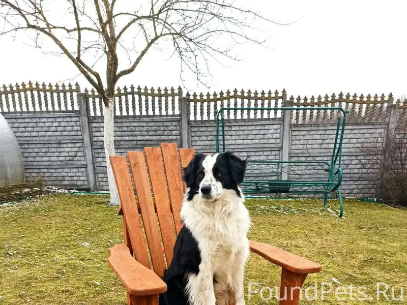 Потерялась собака