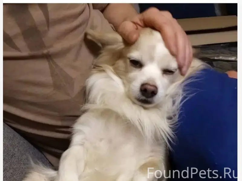 ПОТЕРЯЛСЯ🆘 Сегодня 25.11 потер...