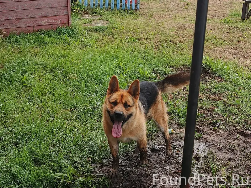 Чуварлеи. Помогите найти собак...