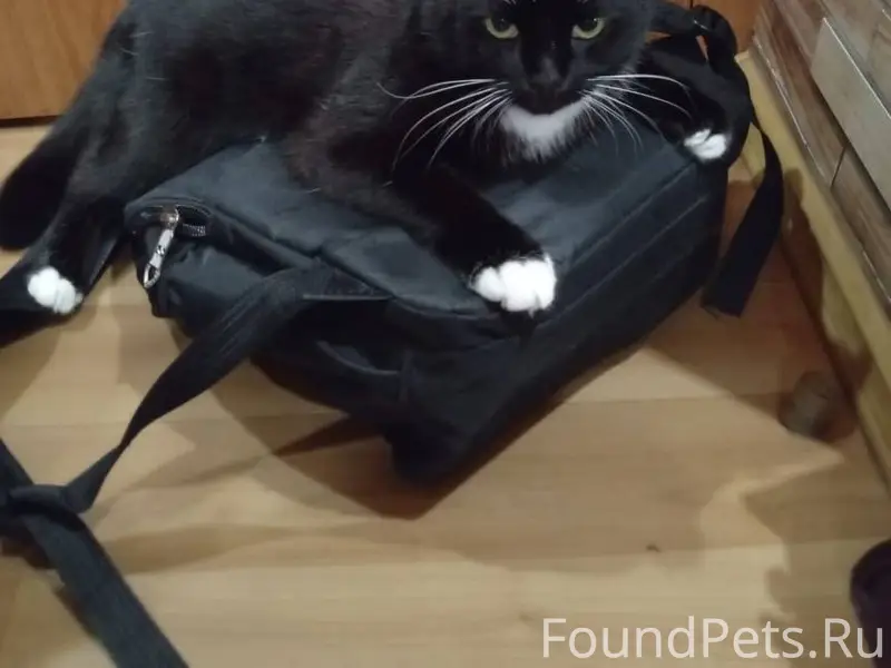 Пропал кот. Кто увидит, прошу ...