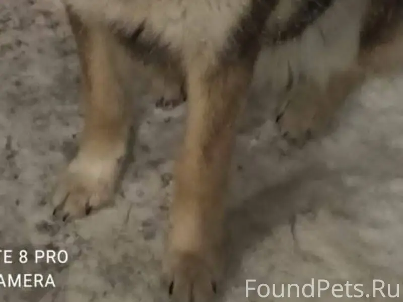 Потерялась любимая собака, Кли...