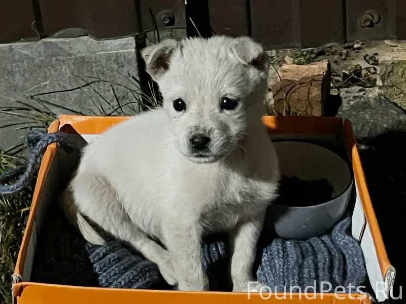 Найден щенок в районе старого ...