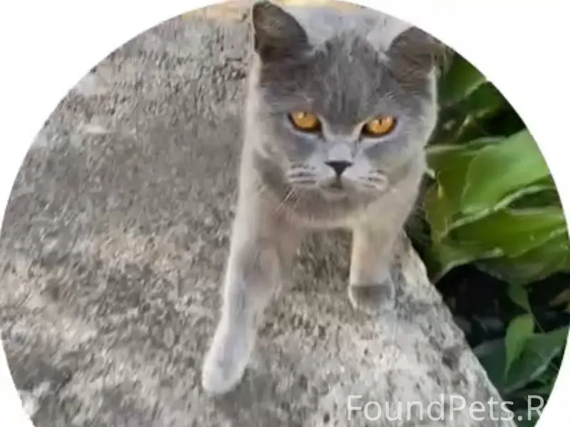 Найден британец в с. Ишеево. К...