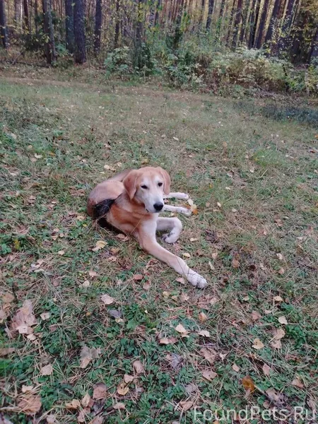 Ребята друзья пропала собака, ...