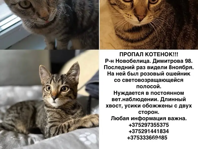 Пропал котенок. Помогите пожал...