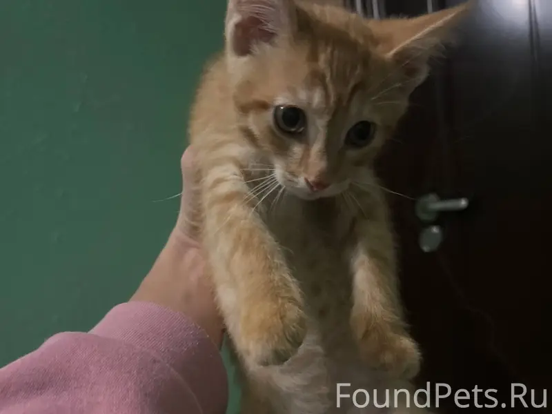 ‼️Срочно в добрые ручки‼️ В по...