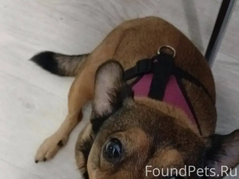 Потерялся пёс