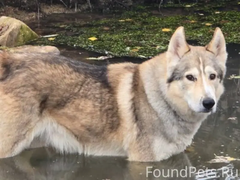 Пропала собака полу хаски! Пож...