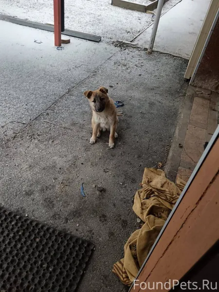 Щенок в добрые руки,3-4...