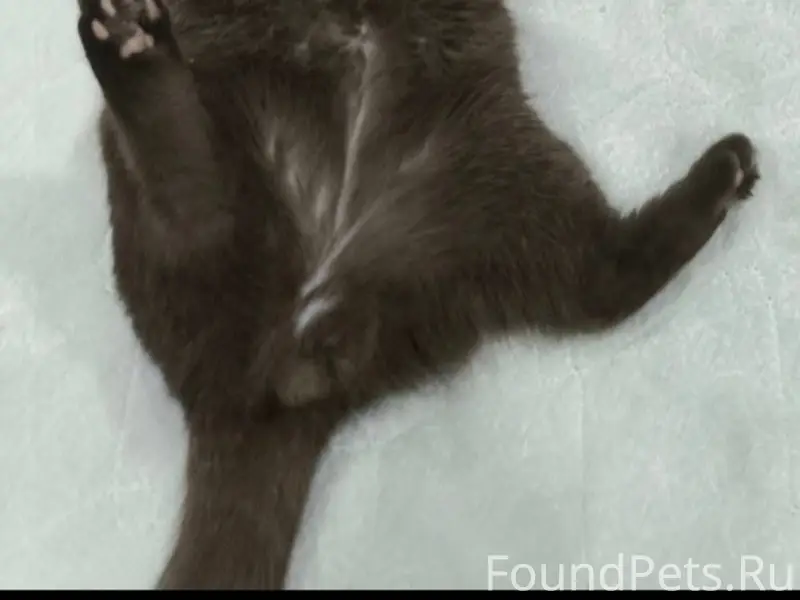 Пропал кот семён,выбежал из до...