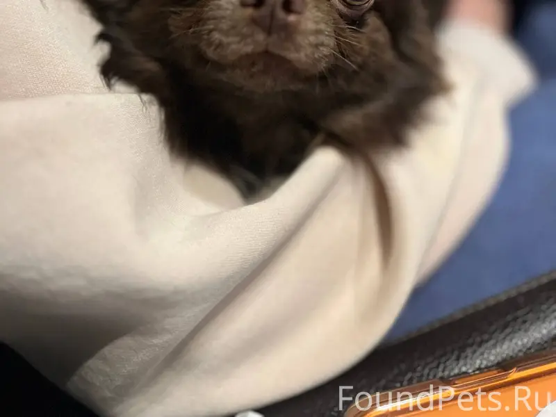 Найдена собака Ул Северная 8 О...