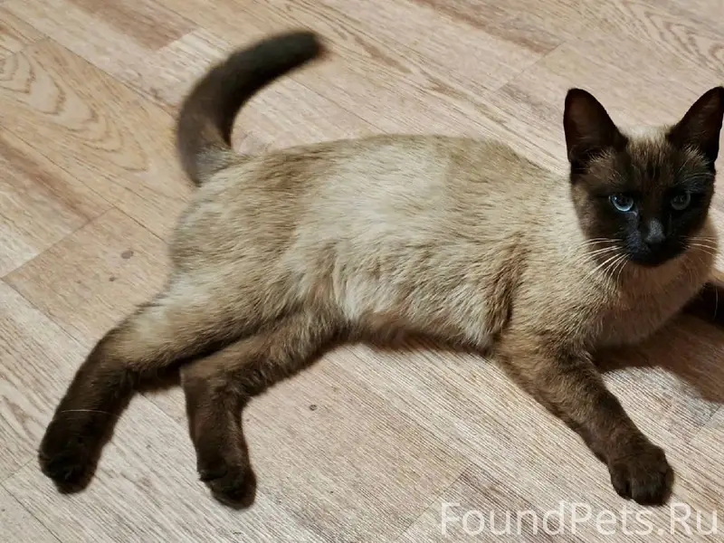 Найдена сиамская кошка! (в рай...