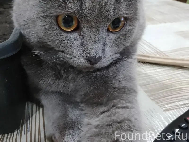 Пропал кот , район Катюшено по...