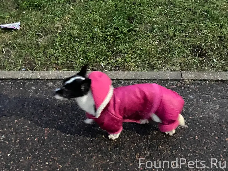 ЧЬЯ ПОТЕРЯШКА?! На остановке «...