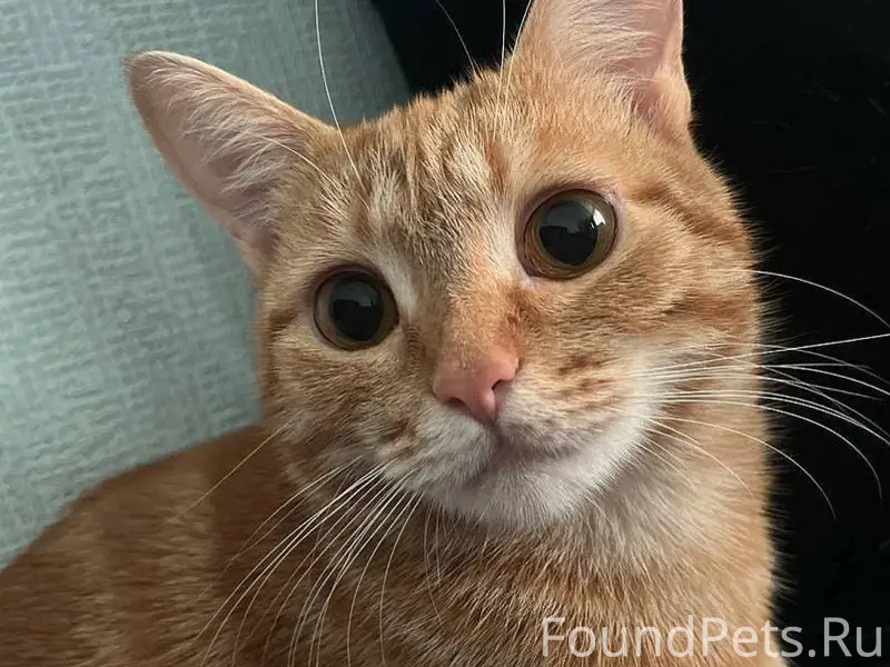 🆘🆘🆘🆘🆘🆘🆘 Новомосковск! Пропала ...