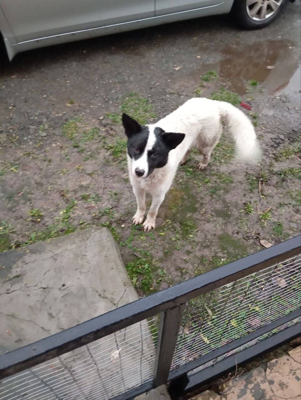 Хозяева найдитесь! Собака нахо...