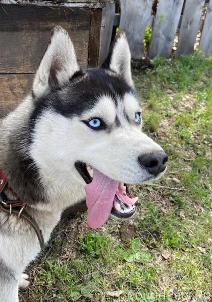 Пропала собака Хаски , в район...