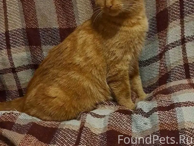 Найдена красивая рыжая кошка. ...