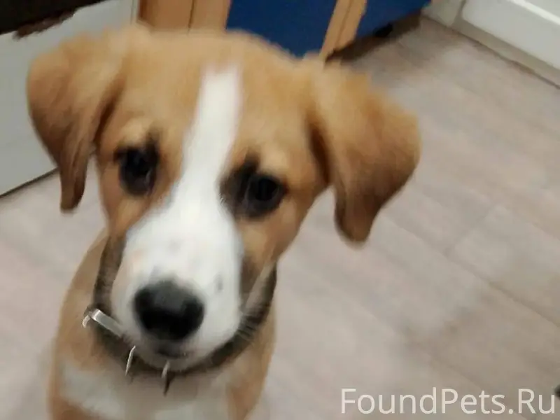 Потерялся щенок‼️‼️‼️ Район Бе...