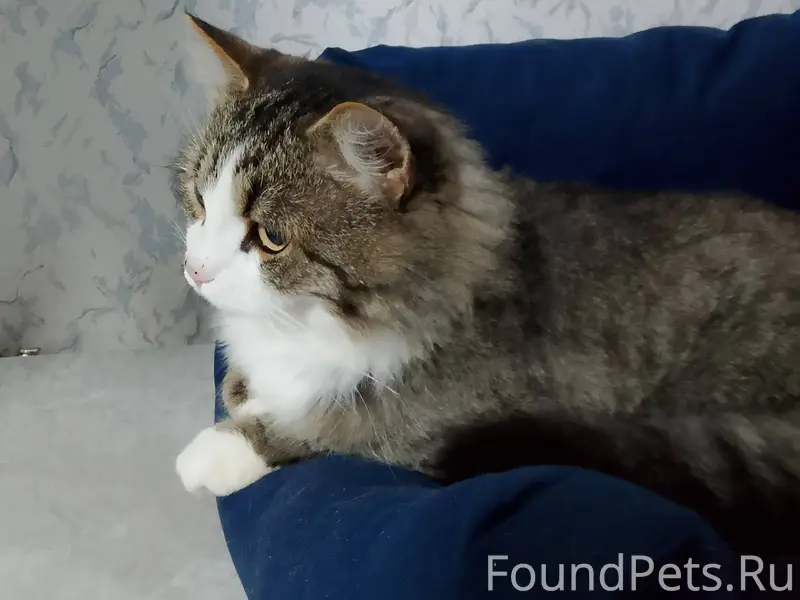 Трое суток назад пропал кот. Н...