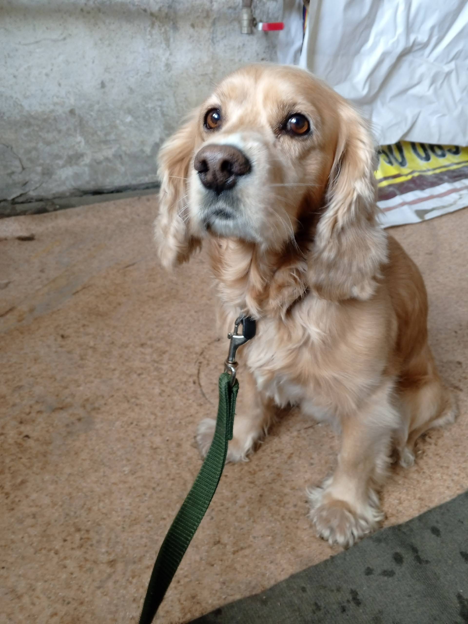 В районе ТК Центр найден пес.....