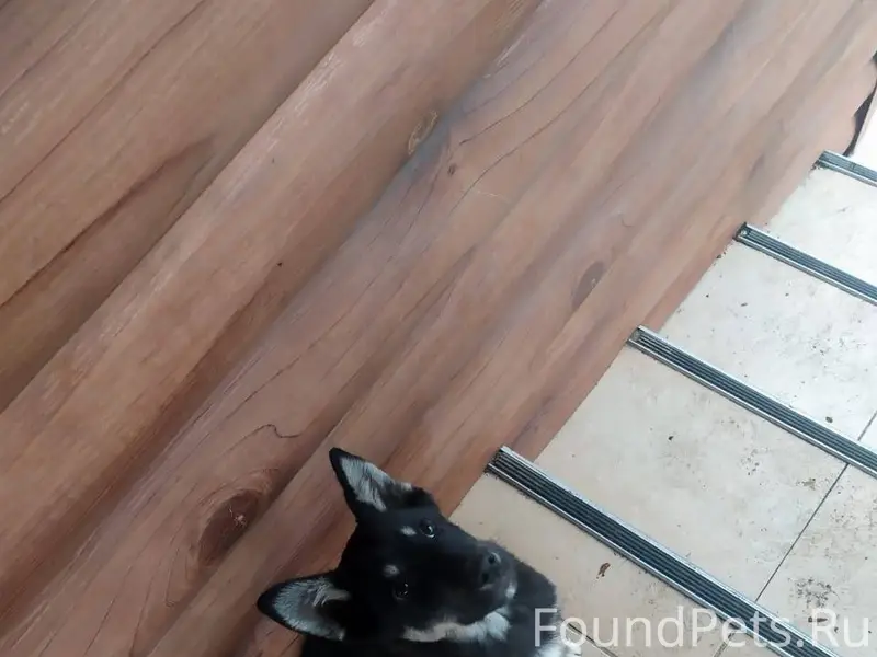 Убежал щенок ,мальчик,возраст ...