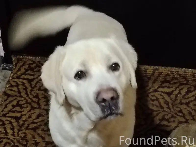 Внимание! Найден пёс! Здравств...