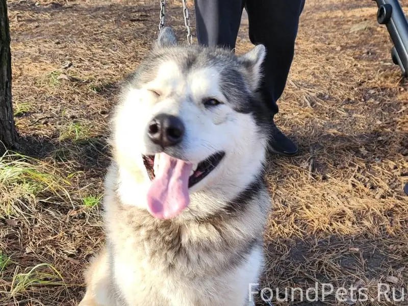 SOS!!! Потеряшка! За Степным в...